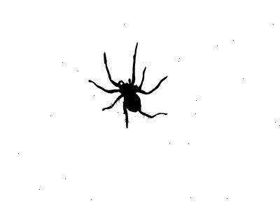 Hoe kan ik zwarte weduwe spinnen in een huis te identificeren. Typisch, mannelijke, zwarte weduwen zijn donker van kleur.
