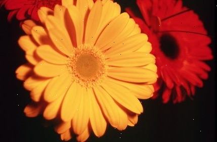 Gerber of gerbera madeliefjes zijn een lid van de zonnebloem familie. Snij twee stukken kleverige floral tape 6 tot 8 inch lang.