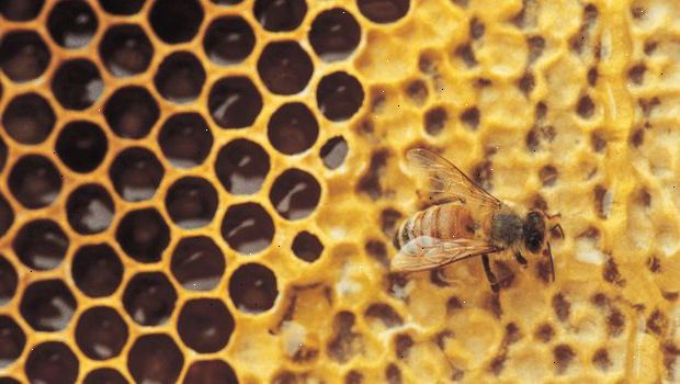Hoe kan ik een versnelling hoger schakelen voor de bijenteelt. Het eerste stuk van de bijenteelt versnelling te verwerven is de korf.