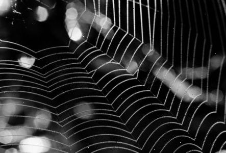 Wat is het dodelijkste spin in de wereld. Trechter web spinnen.